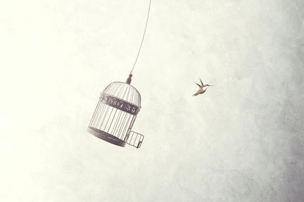 Bird free from cage